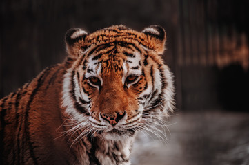Portrait of a tiger