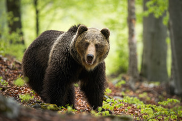 A solitary brown bear, ursus arctos, with thick wet fur standing on the foliage surrounded by the blooming trees. An adult male looking into the camera with open mouth in springtime.