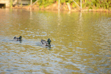 Mallard Duck ( Anas platyrhynchos ) swimming in the lake, Guzhen town of Zhongshan, Guangdong, China.