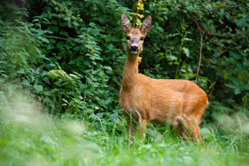 Curious roe deer, capreolus capreolus, having a guard in front the green bush. Adult doe standing in the tall grass and observing the spring surroundings. Brown ruminant paying attention.