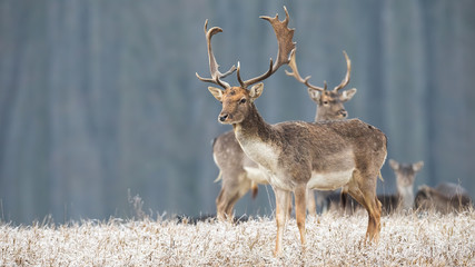 Herd of fallow deer, dama dama, in winter with frost covering dry grass in nature. Wild stag...