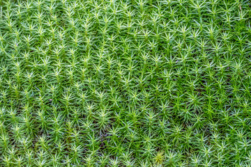 Moos Pflanzen am Baumstamm