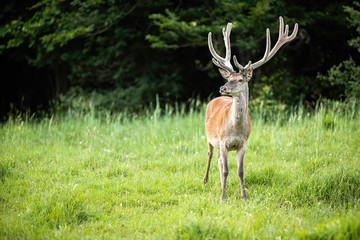 Naklejka na ściany i meble Wild red deer, cervus elaphus, stag in nature with space for copy text. Male animal with antlers covered in velvet on a meadow with green grass in wilderness.