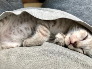 cat sleeping on my shirt.