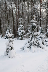 Winter landscape. Fir-trees are covered with snow. Magic time. Fluffy white snow and snowdrifts.