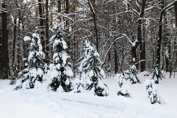 Beautiful winter landscape. First snow. Christmas trees covered with snow. Walks in the winter forest.