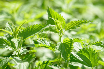 Fototapeta na wymiar Medicinal wild plant nettle. Nettle grass with fluffy green leaves. Nettle herb grows in the ground.