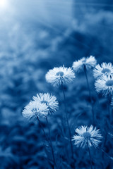 daisy flowers with sunlight toned in trendy Classic Blue color of the Year 2020