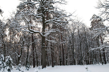 Winter landscape. Beautiful branchy trees covered with white snow. Beautiful winter forest.
