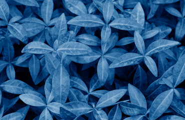 leaves backgound toned in trendy Classic Blue color of the Year 2020