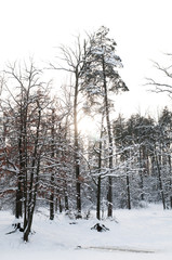 Winter forest, park. The sun breaks through the trees covered in snow. Beautiful landscape.