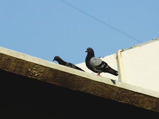 pigeons on the roof