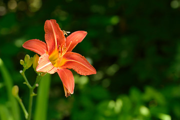 Blüte der Feuer-Lilie