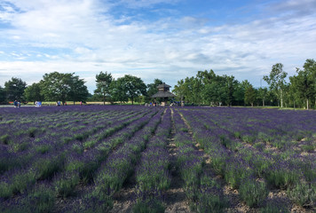 Lavender flowers blooming in a field