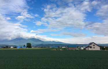 Obraz premium Beautiful rural scenery at summer day