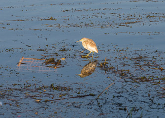 Squacco heron stood on reeds in river marshland