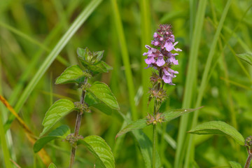 Gewöhnlicher Blutweiderich ,(Lythrum salicaria)