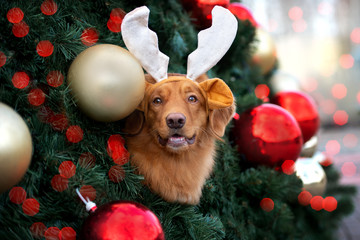 funny dog in antlers posing in a decorated christmas tree