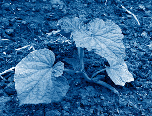 cucumber plant toned in trendy Classic Blue color of the Year 2020 on the ground
