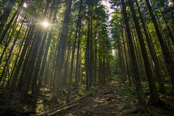 Obraz premium high pine forest tree hill scenery nature landscape and back sun light through foliage and branches 