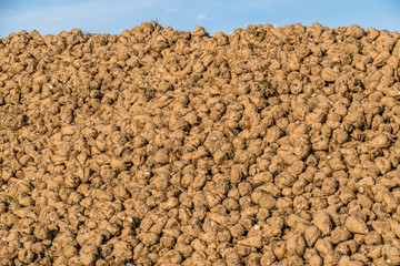 Zuckerrüben Ernte im Herbst