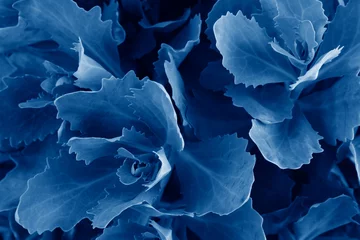Schöne Blätter, die in der trendigen klassischen blauen Farbe des Jahres 2020 getönt sind, bilden den Musterhintergrund © sommersby
