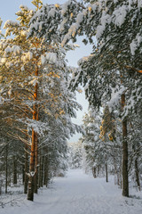 Path in the snowy forest