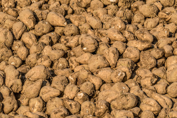 Zuckerr&uuml;ben Ernte im Herbst