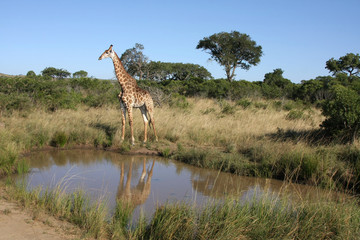 Giraffe iin Afrika