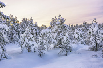 Snowy forest