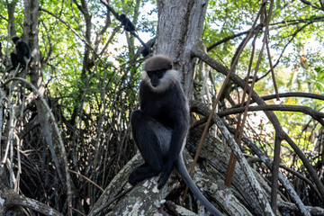 A monkey breed Mantled guereza sits on a branch of a liana.