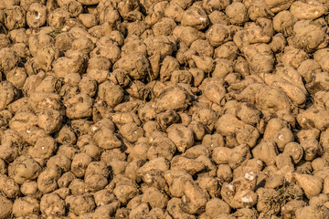 Zuckerr&uuml;ben Ernte im Herbst