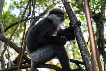 A monkey breed Mantled guereza sits on a branch of a liana.
