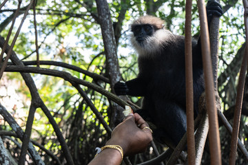 A monkey breed Mantled guereza sits on a branch of a liana.
