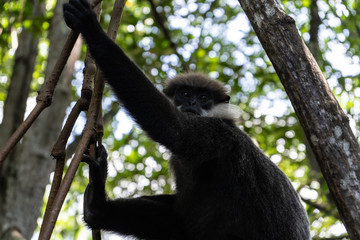 A monkey breed Mantled guereza sits on a branch of a liana. Close-up.