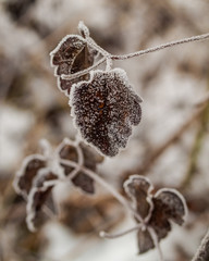 Frozen leaves on a branch
