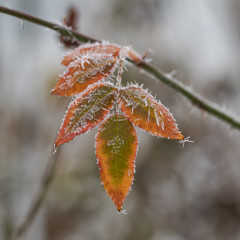 Frozen leaves on a branch