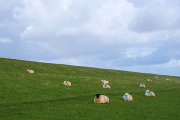 Liegende Schafe auf dem Teich von Pellworm/Deutschland