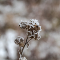 frozen flowers in the snow