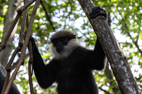 A monkey breed Mantled guereza sits on a branch of a liana. Close-up.