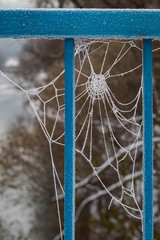 Frozen spiderweb on a bridge