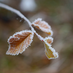 Frozen leaves on a branch