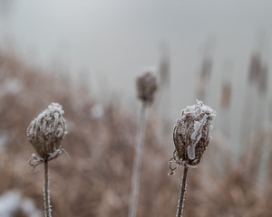 frosted plants in the snow