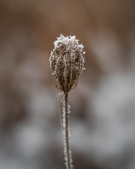 frosted plants in the snow