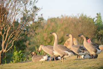 A flock of geese are basking on the grass in winter.Shot in Dengdu Wet Land park, Guzhen town of Zhongshan, Guangdong, China. 