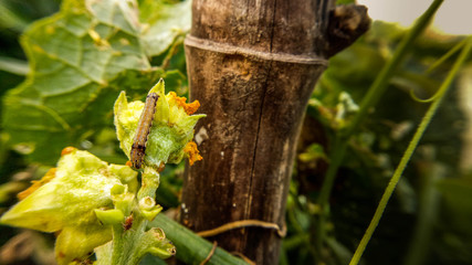 Fototapeta premium Cutworm eat and destroy the flowers of the vegetable garden.