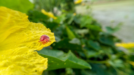 Ladybug on yellow flowers, green foliage background. leaf with drops of water.