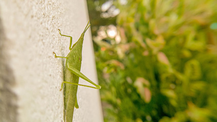 green grasshopper on white cement wall