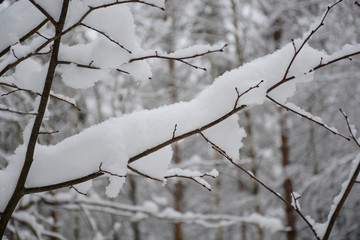 NIZHNY NOVGOROD, RUSSIA - DECEMBER 3, 2019: Winter forest in Nizhny Novgorod region in winter
