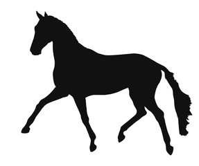 Form of running freely horse